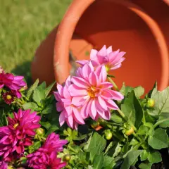 Piękne, różowe dalie w donicach, obok przewróconej pomarańczowej doniczki, na tle zielonej trawy.