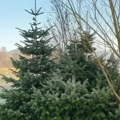 Kilka gęstych, zielonych drzewek sosna kaukaska w mroźny dzień, obok nagiego drzewa.