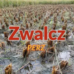 Pole ryżowe po żniwach, z widocznymi śladami po **peż** i błotnistą ziemią.