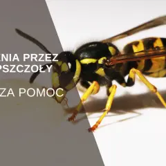 Zbliżenie na osę, która może spowodować użądlenie. Tekst informuje o pierwszej pomocy po użądleniu przez osy i pszczoły.
