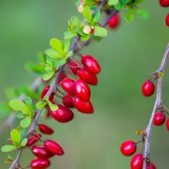 Błyszczące, czerwone berberys owoce zwisają z gałązek, ozdobione zielonymi listkami.
