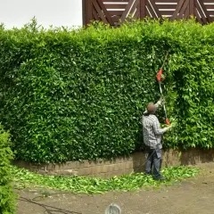 Mężczyzna przycina żywopłot z laurowiśni. Kiedy sadzić laurowiśnię? Najlepiej wiosną lub jesienią, by dobrze się przyjęła.