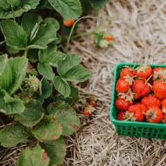 Zielona łubianka pełna dojrzałych truskawek obok krzaczka. Idealny czas, kiedy sadzić truskawki z rozłogów, by cieszyć się plonami.