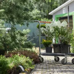 Wózek z sadzonkami hortensji i iglaków na tle szopy ogrodowej.