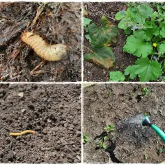 Larwa chrząszcza i dżdżownica w ziemi. Widać też rośliny i podlewanie grządek.