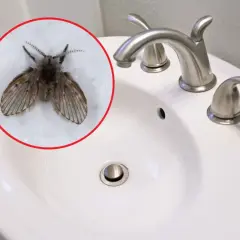 Ćmianka w łazience, siedząca na białej umywalce obok chromowanej baterii.