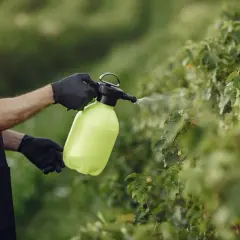 Starszy mężczyzna w fartuchu i rękawiczkach opryskuje rośliny preparatem Decis 2 5 EC.