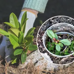 Sadzenie młodej sadzonki rododendrona. W okręgu widać małą roślinę w doniczce, co ilustruje rododendron rozmnażanie.