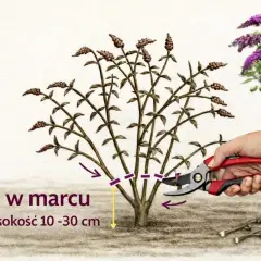Przycinanie budlei w marcu na wysokość 10-30 cm. W tle kwitnące fioletowe kwiaty budlei.