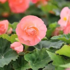 Delikatna begonia drobnokwiatowa w odcieniu brzoskwiniowym, otoczona zielonymi liśćmi.
