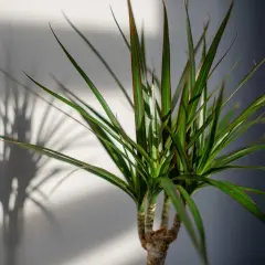 Dracena z zielonymi liśćmi i czerwonymi brzegami, rzucająca cień. Jaka ziemia będzie dla niej najlepsza?