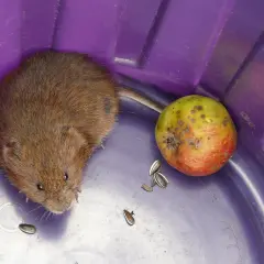 Nornica w fioletowym pojemniku z jabłkiem i nasionami. Może to być część eksperymentu z domowymi sposobami na nornice.