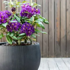 Piękny rododendron na pniu w ozdobnej donicy, z fioletowymi kwiatami, na tle drewnianego płotu.
