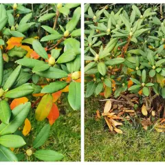 Rododendron z żółknącymi liśćmi. Jak uratować rododendrona? Sprawdź, czy ma odpowiednie podłoże i wilgotność.