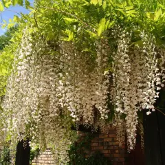 Obfite grona białej wisterii zwisają kaskadami, tworząc magiczny widok, kiedy kwitnie wisteria.