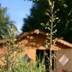 Czemu nie kwitnie mi juka ogrodowa? Oto najczęstsze przyczyny