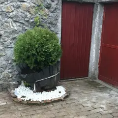 Okrągłe tuje w donicach przy kamiennym murze i czerwonych drzwiach.