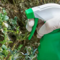 Ręka w rękawiczce rozpyla Mospilan na ćmę bukszpanową, ratując zaatakowany krzew.