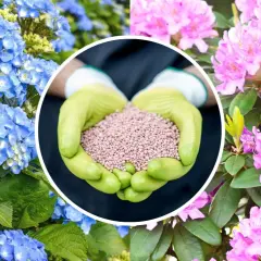 Ręce w rękawiczkach trzymają nawóz do rododendronów. Obok kwitnące niebieskie hortensje i różowe rododendrony.