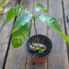 Młoda roślinka mango z pestki, z widocznym zalążkiem w ziemi, w doniczce na drewnianym blacie.