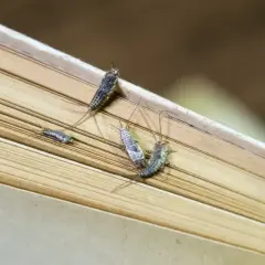 Kilka srebrzyków, jednych z rodzajów robaków w domu, żeruje na kartkach starej książki.