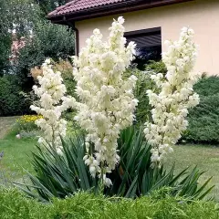 Czy juka ogrodowa kwitnie tylko raz? Poznaj jej cykl życia i pielęgnację