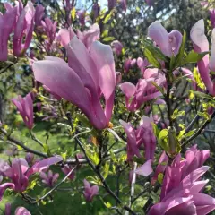 Piękna, kwitnąca magnolia w doniczce, z różowymi, delikatnymi płatkami na tle zielonego ogrodu.