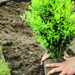 Dłonie sadzą bukszpan w ziemi. Krzew będzie pięknie wyglądał po przycinaniu.