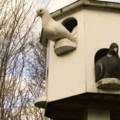 Jak zbudować gołębnik ogrodowy - proste kroki i najważniejsze wskazówki