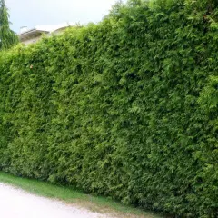 Gęsty żywopłot z tui tworzy zieloną ścianę. Idealna ziemia pod tuje zapewnia jej bujny wzrost.