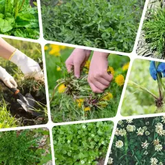 Ręce w rękawiczkach wyrywają chwasty dwuliścienne, takie jak mniszki lekarskie, z trawnika. Inne ujęcia pokazują różne rodzaje niepożądanych roślin.