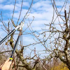 Przycinanie jabłoni. Dłonie trzymają sekator, gotowe do cięcia gałęzi. Niebo z chmurami w tle.