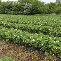 Rzędy kwitnących truskawek na czarnej włókninie, idealne do nauki jak sadzić truskawki na włókninie.