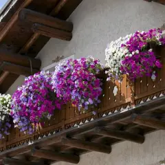 Kwiaty na balkon wschodni: kaskady fioletowych, różowych i białych petunii ozdabiają drewnianą balustradę, tworząc barwny dywan.
