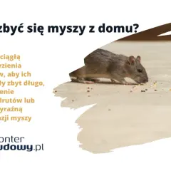 Szara mysz gryzie ziarna na podłodze. Tekst informuje, jak pozbyć się myszy z domu, gdy przegryzają przedmioty.