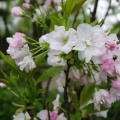 Delikatne, biało-różowe kwiaty wiśni Prunus serrulata 'Amanogawa' rozkwitają na gałęziach, tworząc wiosenny obraz.