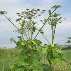 Wysokie rośliny o baldachowatych kwiatostanach, podobne do kopru, rosną na tle łąki i błękitnego nieba.