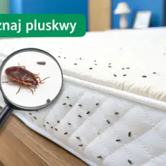 Pluskwy na materacu pod lupą. Poznaj babcine sposoby na pluskwy, by odzyskać spokój.