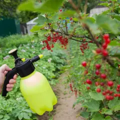 Opryskiwacz ręczny w dłoni, gotowy do ochrony porzeczek. Wiosenne zabiegi ochronne to klucz do obfitych plonów.