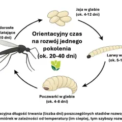 Cykl rozwojowy ziemiórek: jaja, larwy, poczwarki i dorosłe owady latające. Zobacz, jak wyglądają ziemiórki na różnych etapach.