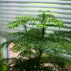 Zielona araukaria domowa z igiełkami, rosnąca przy oknie z żaluzjami.