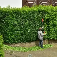 Mężczyzna przycina żywopłot z laurowiśni, dbając o jego kształt. To idealny moment, kiedy przycinać laurowiśnie, by zachować porządek w ogrodzie.