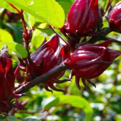 Czy hibiskus ogrodowy nadaje się na herbatę? Właściwości i przepisy na napar