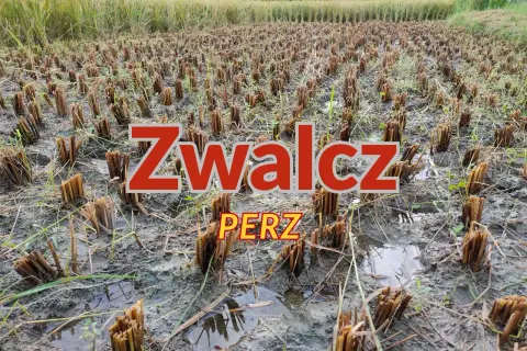 Pole ryżowe po żniwach, z widocznymi śladami po **peż** i błotnistą ziemią.