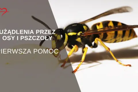 Zbliżenie na osę, która może spowodować użądlenie. Tekst informuje o pierwszej pomocy po użądleniu przez osy i pszczoły.