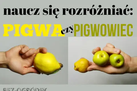 Naucz się rozróżniać: pigwa czy pigwowiec. Na zdjęciu porównanie owoców: duża, żółta pigwa w lewej dłoni i małe, zielone owoce pigwowca w prawej.