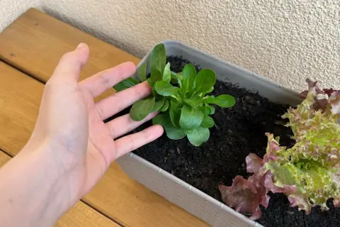 Dłoń nad młodą roszponką w donicy. Udana roszponka uprawa na balkonie, obok sałata.