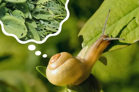 Ślimak marzy o liściach z dziurami, bo to właśnie co jedzą ślimaki.