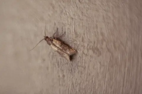Brązowy **mól** z długimi czułkami leży na drewnianej powierzchni.