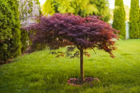 Piękny klon palmowy odmiany o purpurowych liściach, ozdabiający zielony trawnik.